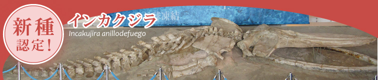 化石クジラが新種に認定されました！