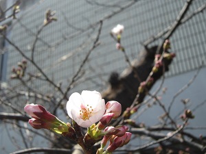 3月29日の桜