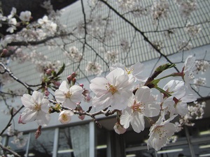 4月5日の桜