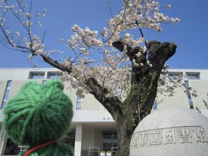 図書館の桜です。