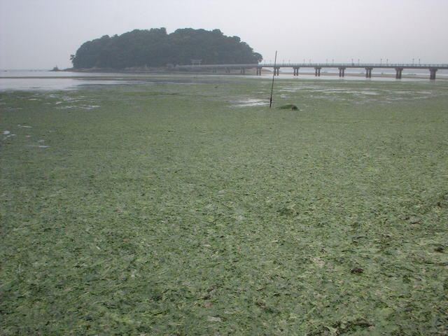 富栄養化により竹島海岸で大量発生したアオサ　平成14年6月14日撮影 クリックすると拡大表示します