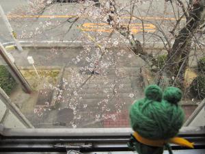 図書館の桜の様子です。学生室からの眺め２です。