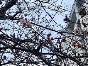 この写真は図書館東側の桜が咲き始めた様子です。