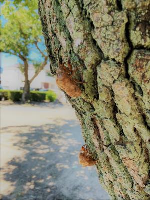 この写真は木の幹で見つけたセミの抜け殻です。