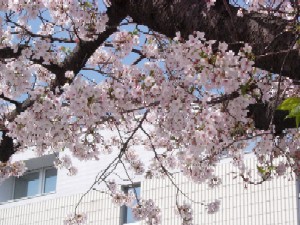 満開の桜（図書館敷地内）