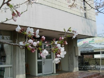 児童室前の桜