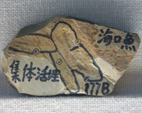 ハイコウイクチス化石写真