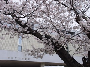 図書館正面の桜
