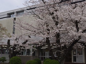 児童室側の桜