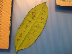 タラヨウの葉の裏側に文字が書けます。