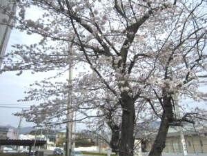 児童室の前の桜の木
