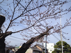 図書館正面入り口の桜の木です。