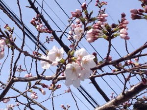 図書館正面入り口の桜も咲きはじめました♪
