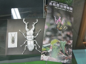 名和昆虫博物館のカラフルなパンフレットに載っていたカブトムシです。
