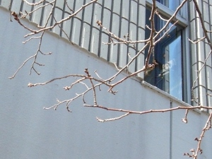 図書館の桜