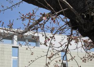 桜が咲いてます。