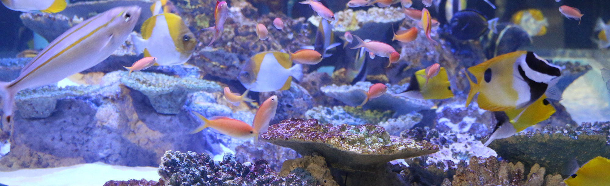 竹島水族館　スライド1枚目