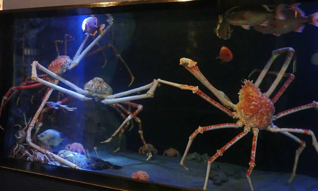 竹島水族館　スライド5枚目