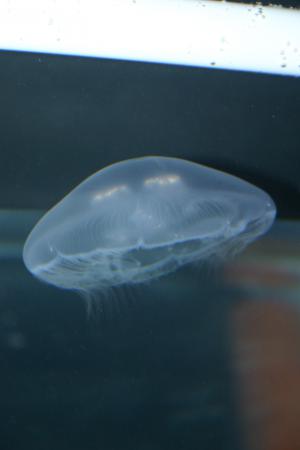 竹島水族館より今月の一枚（ミズクラゲ）