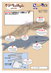 クジラのはなし