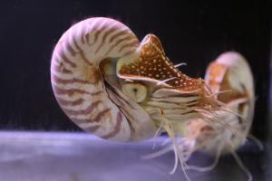 竹島水族館より今月の一枚