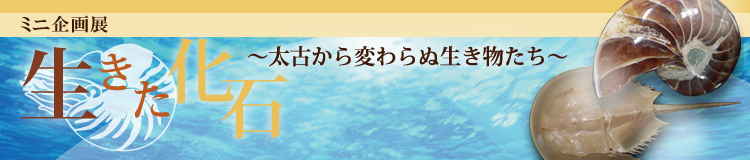 ミニ企画展　「生きた化石　～太古から変わらぬ生き物たち～」