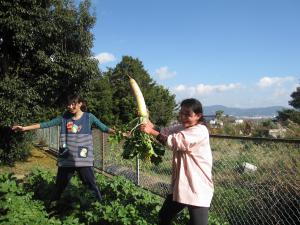 園長先生が抜いた、立派な大根