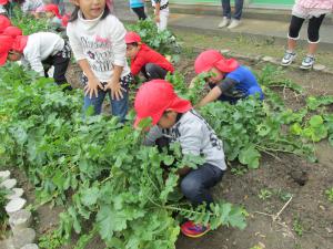 大根を抜く4歳児