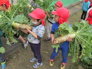 どっちが大きいか見比べる4歳児