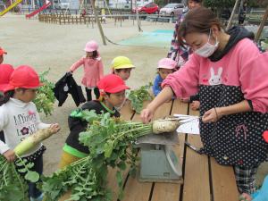大根の身体測定をする4歳児