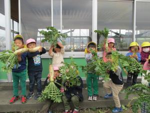大根をみせる3歳児達