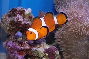 竹島水族館より今月の一枚