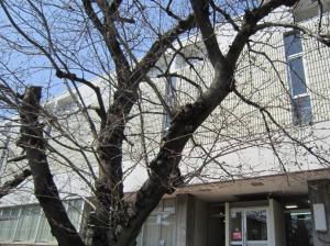 図書館児童室前の桜の木です。まだつぼみです。