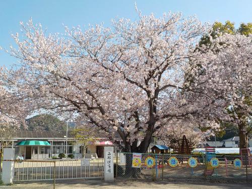 保育園の門と桜