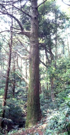 御堂山の観音大スギ