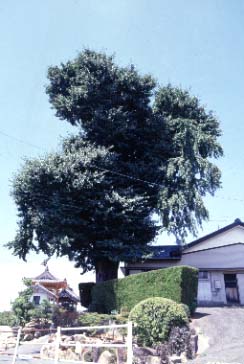 高雲寺の大イチョウ