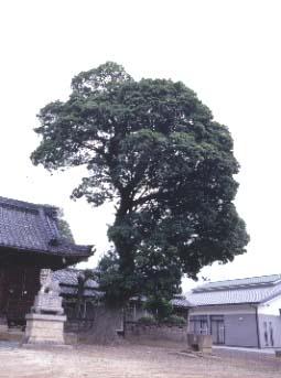 月読神社のヤマモモ