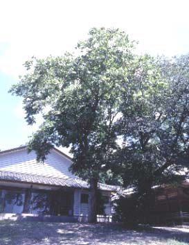 八幡神社のムクロジ