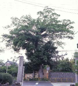 安楽寺のムクノキ(1)