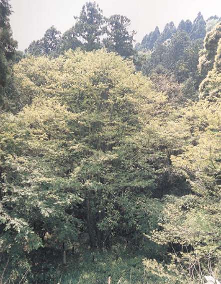 御堂山のボダイジュ　春季