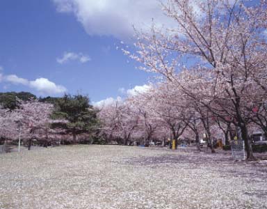 中央公園（天桂院山）のサクラ