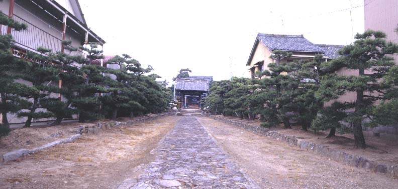 長存寺のマツ