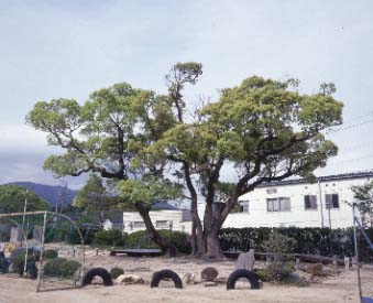 塩津小学校のクスノキ