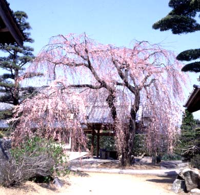 専称寺のシダレザクラ