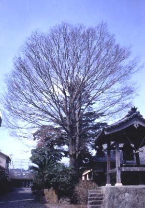 専称寺のケヤキ