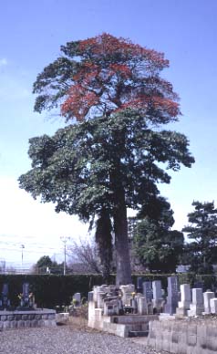 専称寺のクロガネモチ