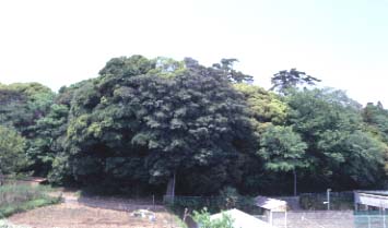 形原町羽栗（はぐり）・すさのお神社社叢