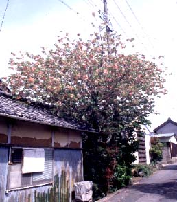 市川氏宅の御黄衣ザクラ ピンク色の花の時期