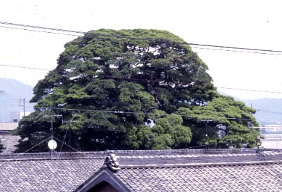 会下のタブノキ