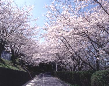 西浦（にしうら）中学校のサクラ並木